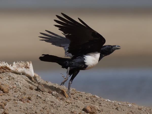 <h3><a href="/trips/gambia/biota/animalia/chordata/aves/040 passeriformes/054 corvidae/corvus albus/corvus albus-nl.html">Corvus&nbsp;albus</a> / Pied&nbsp;crow / Schildraaf</h3>OM-1 Mark II met OLYMPUS M.150-400mm F4.5, 1/2000 sec  bij F5.0, ISO 200, afstand 40.8&nbsp;m